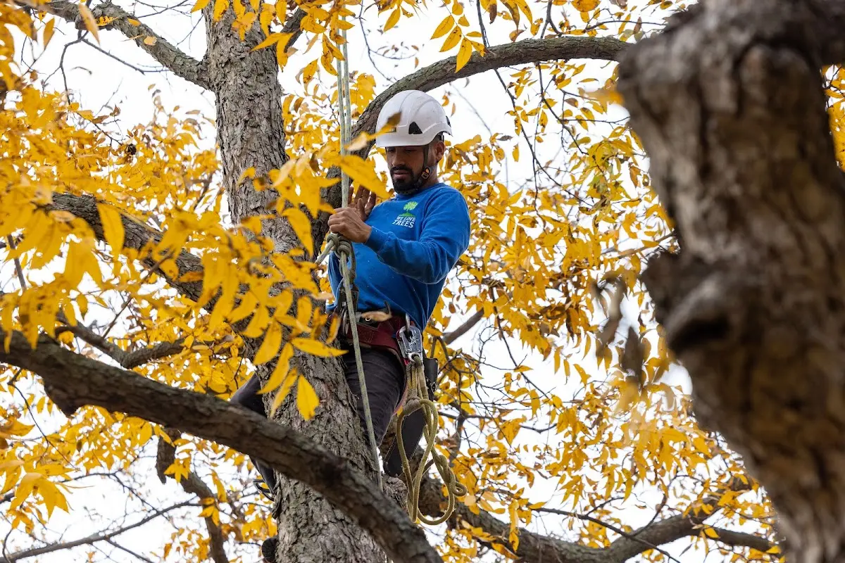 Skilled Tree Pruning crew working in La Madera