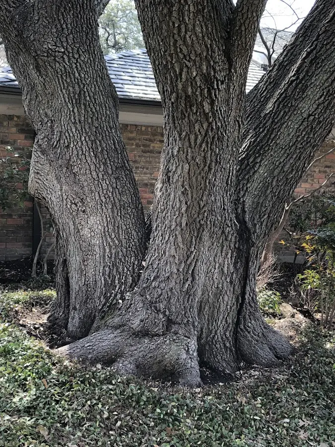 Mature heritage tree close to a La Madera property cared for by certified arborists