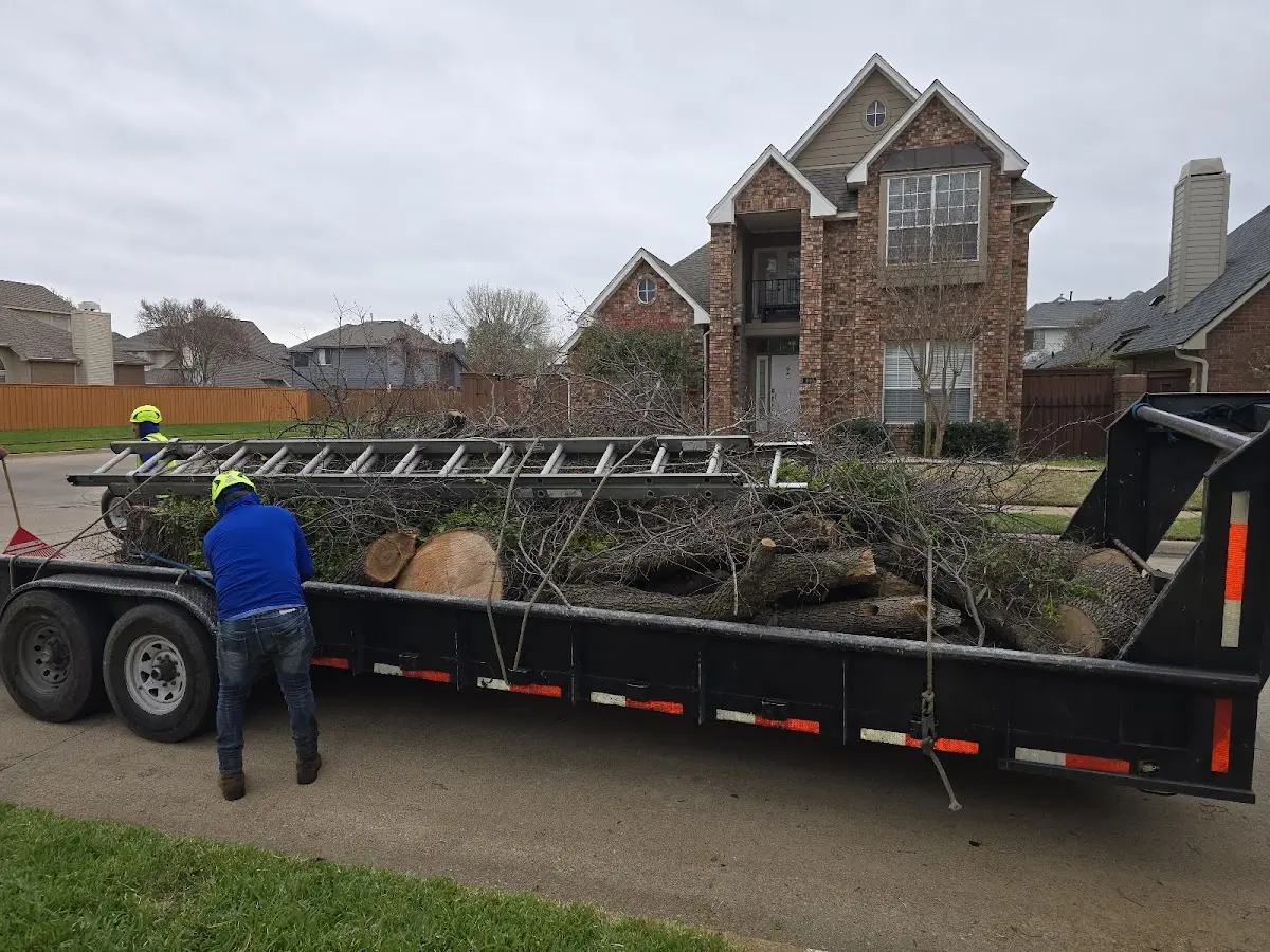 Expert Tree Fertilization with proper safety equipment in La Madera